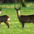 ree bok & geit winter.jpg