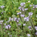 fecelia IIjpg